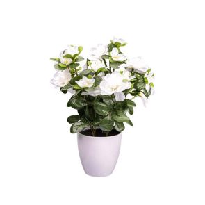 ДЕКОРАТИВНА АЗАЛИЯ В КАШПА 10/9/26 CM