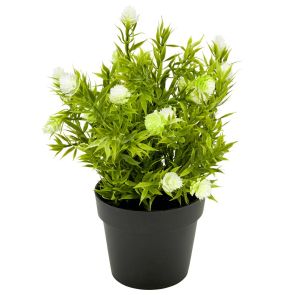 ДЕКОРАТИВНО ЦВЕТЕ В САКСИЯ