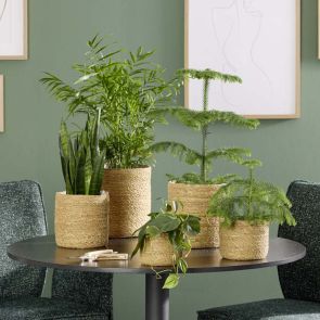 КАШПА КОШНИЦА 22/24 СМ