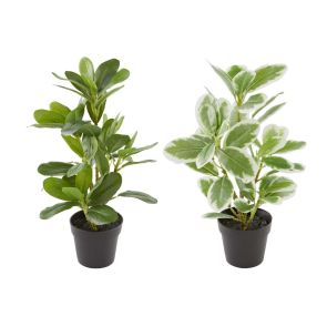 ДЕКОРАТИВНО ЦВЕТЕ