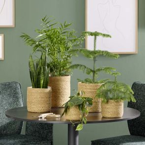 КАШПА КОШНИЦА 13/10СМ